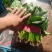精品黑叶菠菜质量好价格低20～25厘米