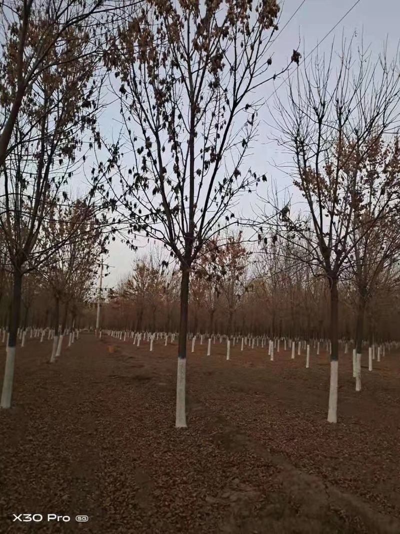 老白蜡原生白蜡白蜡树种植批发基地冻不死