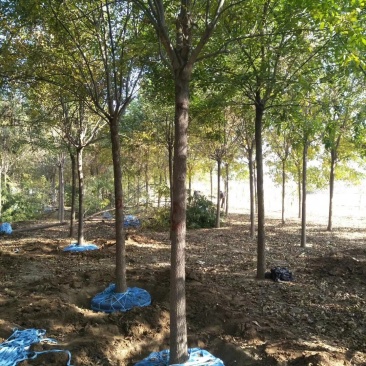 老白蜡原生白蜡白蜡树种植批发基地冻不死