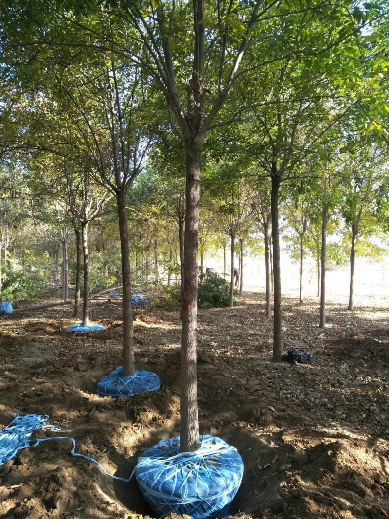 老白蜡原生白蜡白蜡树种植批发基地冻不死