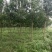 老白蜡原生白蜡白蜡树种植批发基地冻不死