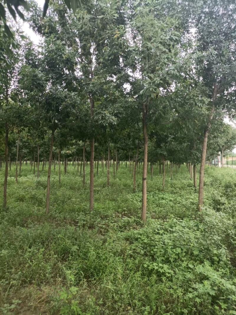 老白蜡原生白蜡白蜡树种植批发基地冻不死