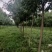 老白蜡原生白蜡白蜡树种植批发基地冻不死