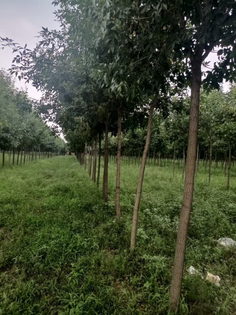 老白蜡原生白蜡白蜡树种植批发基地冻不死