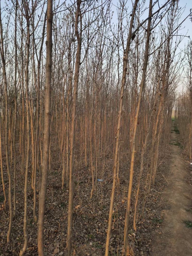 老白蜡原生白蜡白蜡树种植批发基地冻不死