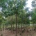 老白蜡原生白蜡白蜡树种植批发基地冻不死