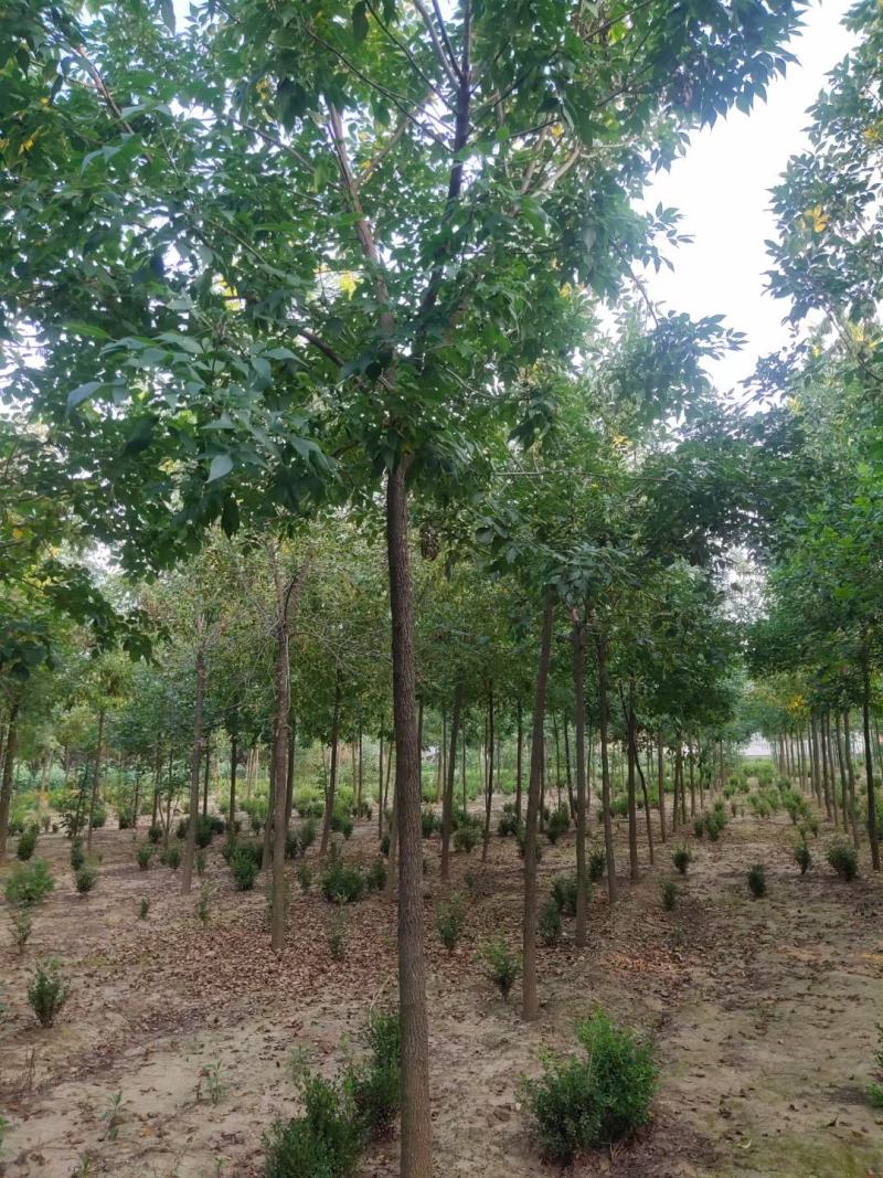 老白蜡原生白蜡白蜡树种植批发基地冻不死