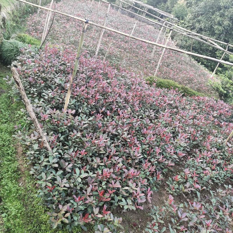 红叶石楠地苗_重庆市静观镇_自产自销，量大从优，精品货源