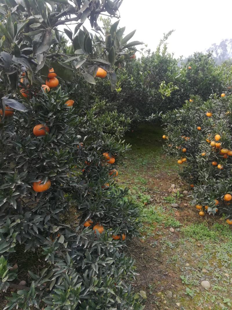 四川口之津颜色火红皮薄汁多化渣欢迎来电咨询