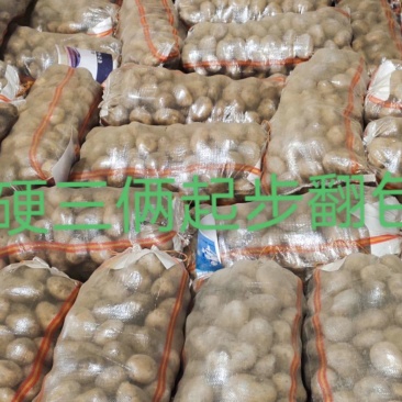 精品大土豆品种齐全可以长期全年供货
