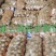 精品大土豆品种齐全可以长期全年供货