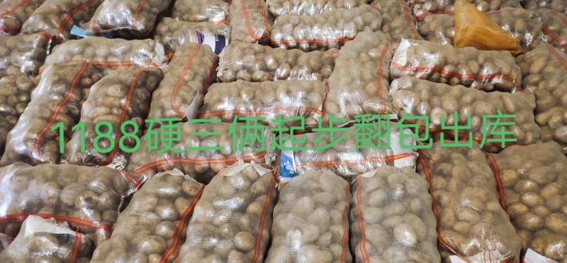 精品大土豆品种齐全可以长期全年供货