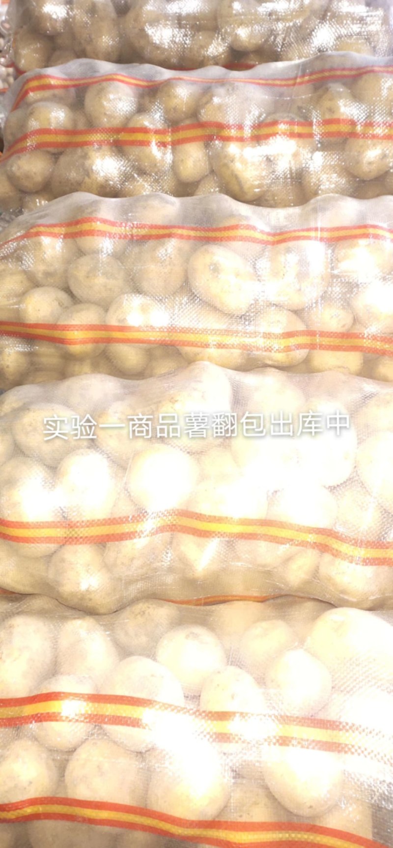精品大土豆品种齐全可以长期全年供货