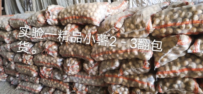 精品大土豆品种齐全可以长期全年供货