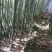 正宗野生冬笋春笋纯野生竹笋高山竹林原生态