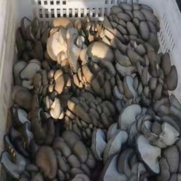 蘑菇出售中欢迎大家前来批发，基地直供，质优价廉，日产百吨