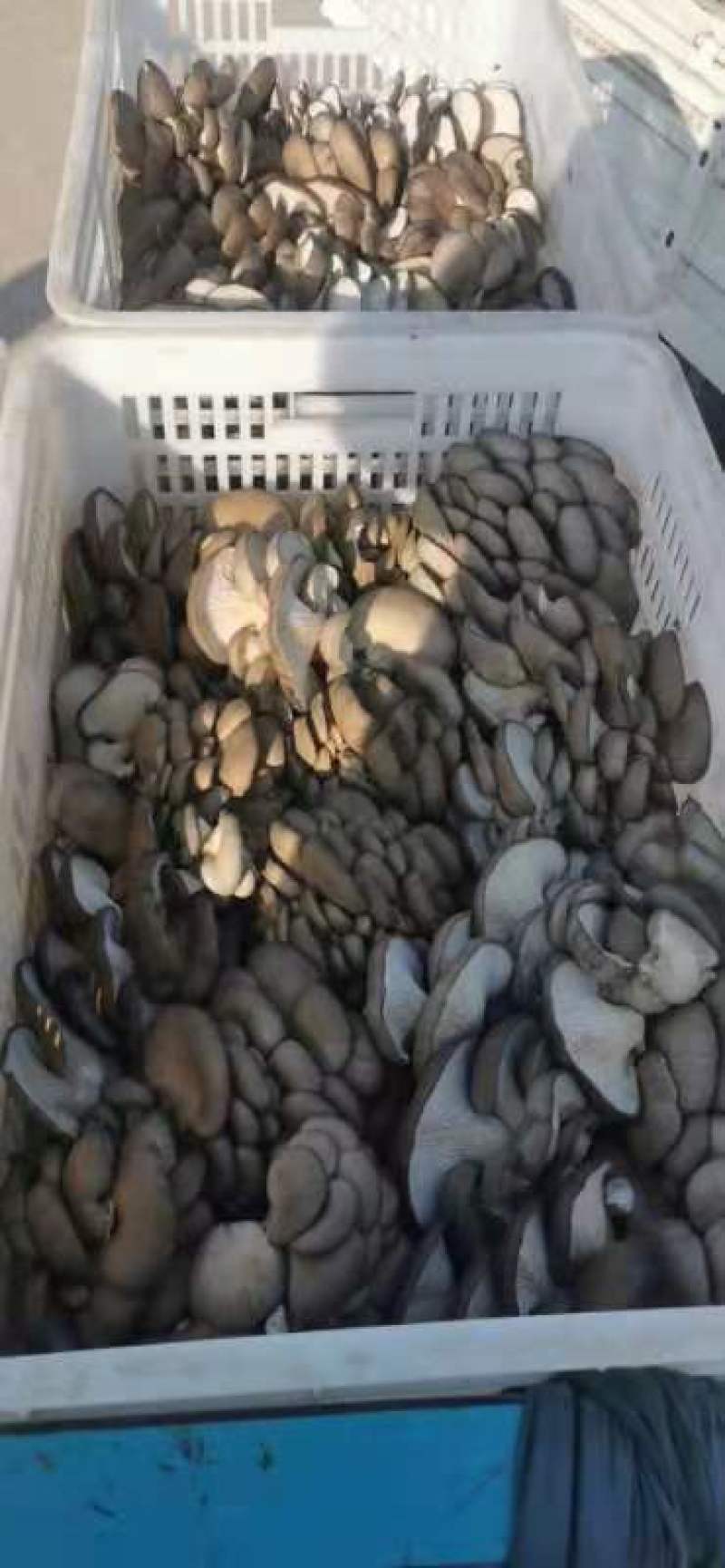 蘑菇出售中欢迎大家前来批发，基地直供，质优价廉，日产百吨