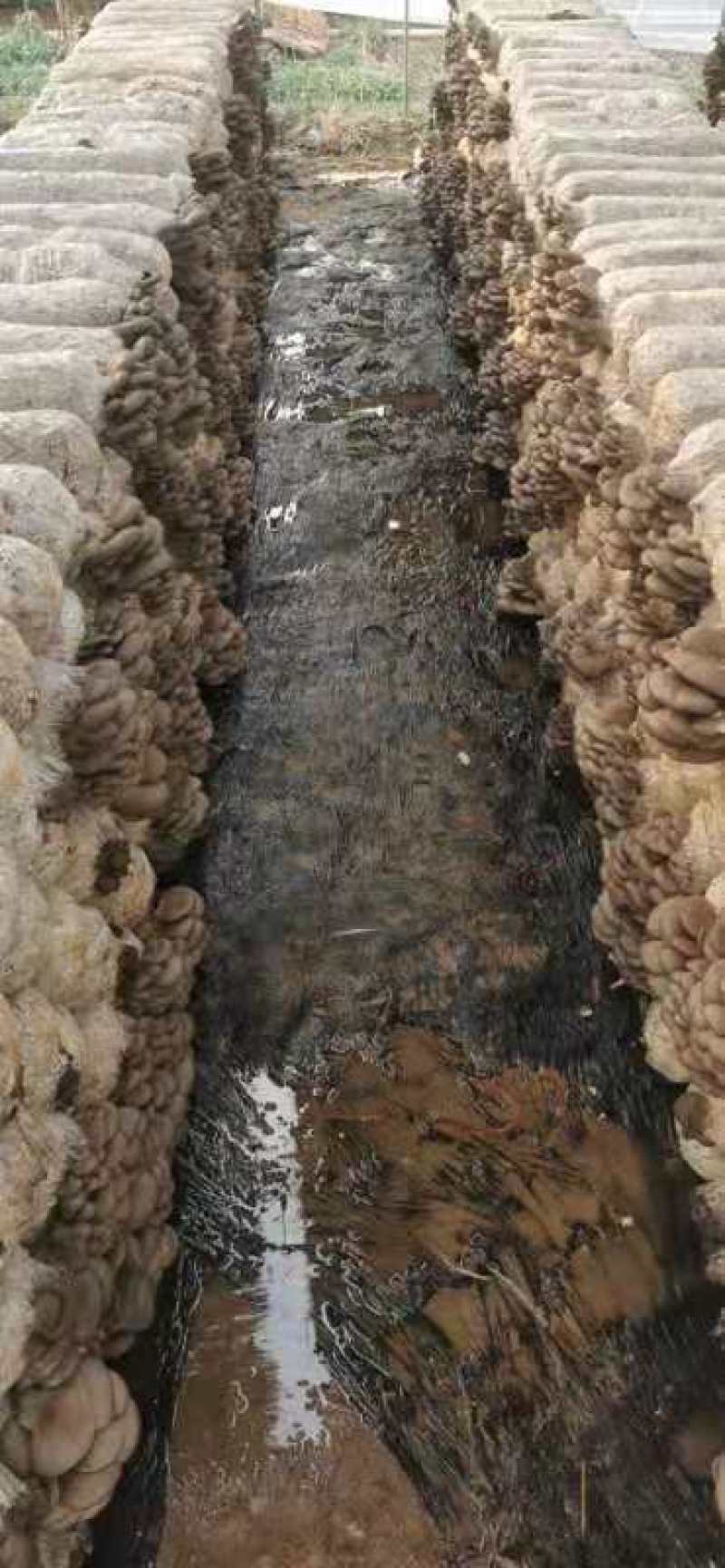 蘑菇出售中欢迎大家前来批发，基地直供，质优价廉，日产百吨