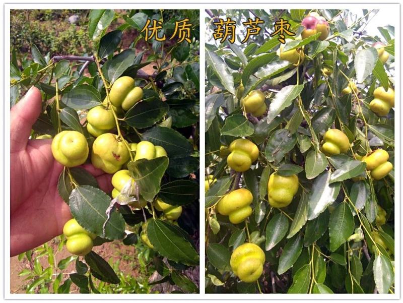 蟠枣苗，稀有品种，卖相好，甜度高，可规模种植