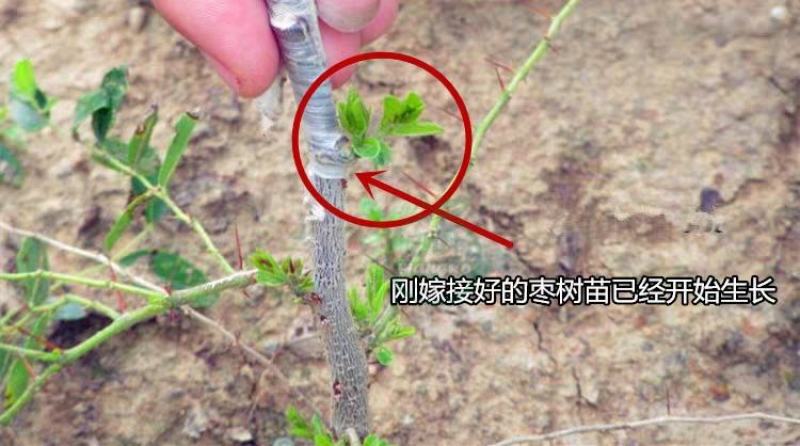 蟠枣苗，稀有品种，卖相好，甜度高，可规模种植