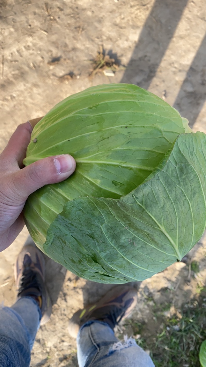 【荐】湖北京丰精品扁包刚开园颜色清秀可供超市加工厂