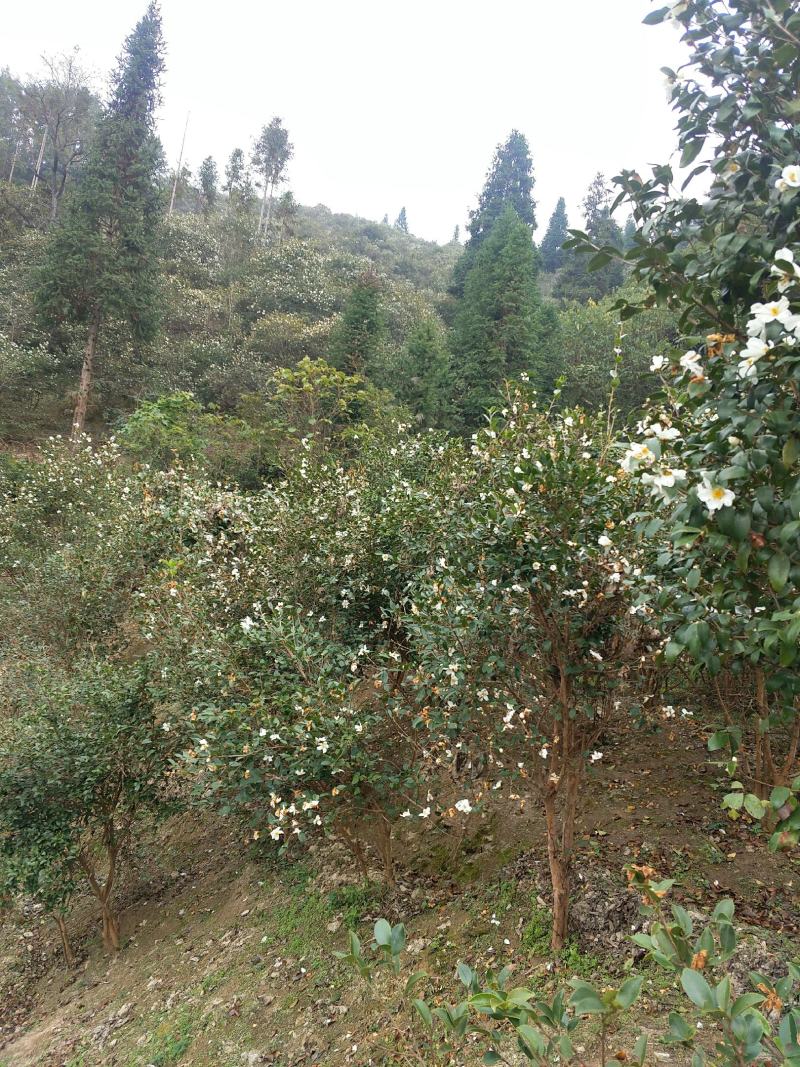 野生茶籽、高山山茶籽、油茶籽2021全新货
