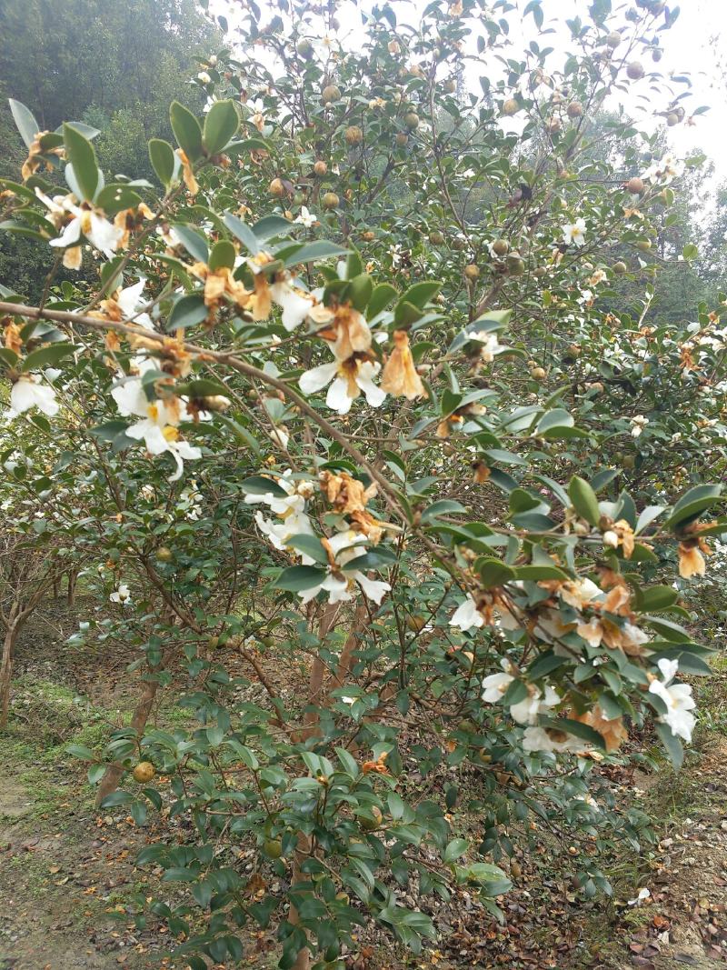 野生茶籽、高山山茶籽、油茶籽2021全新货
