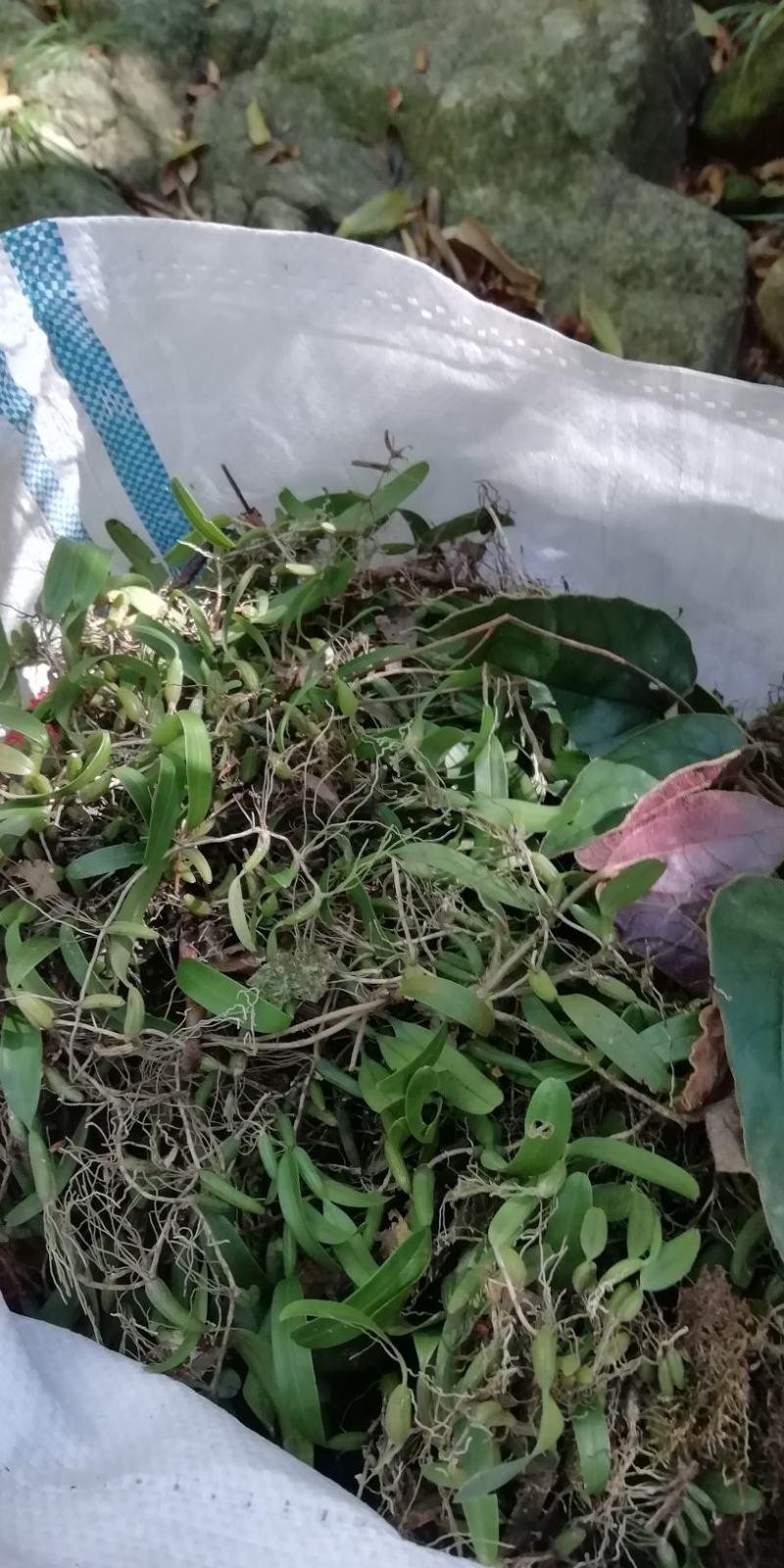 石橄榄，单叶小号，石仙桃