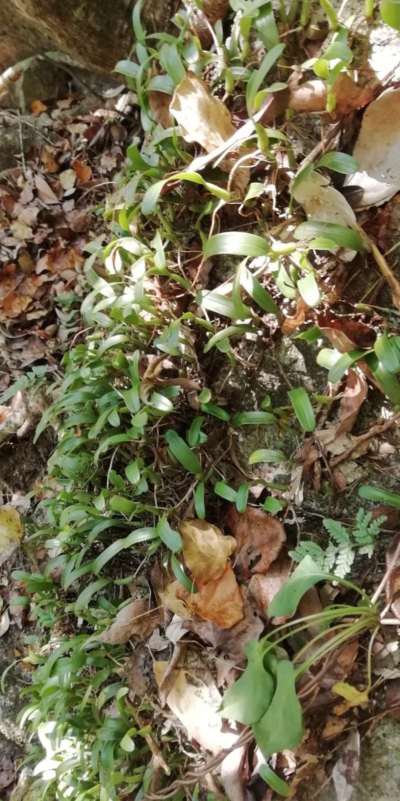 石橄榄，单叶小号，石仙桃