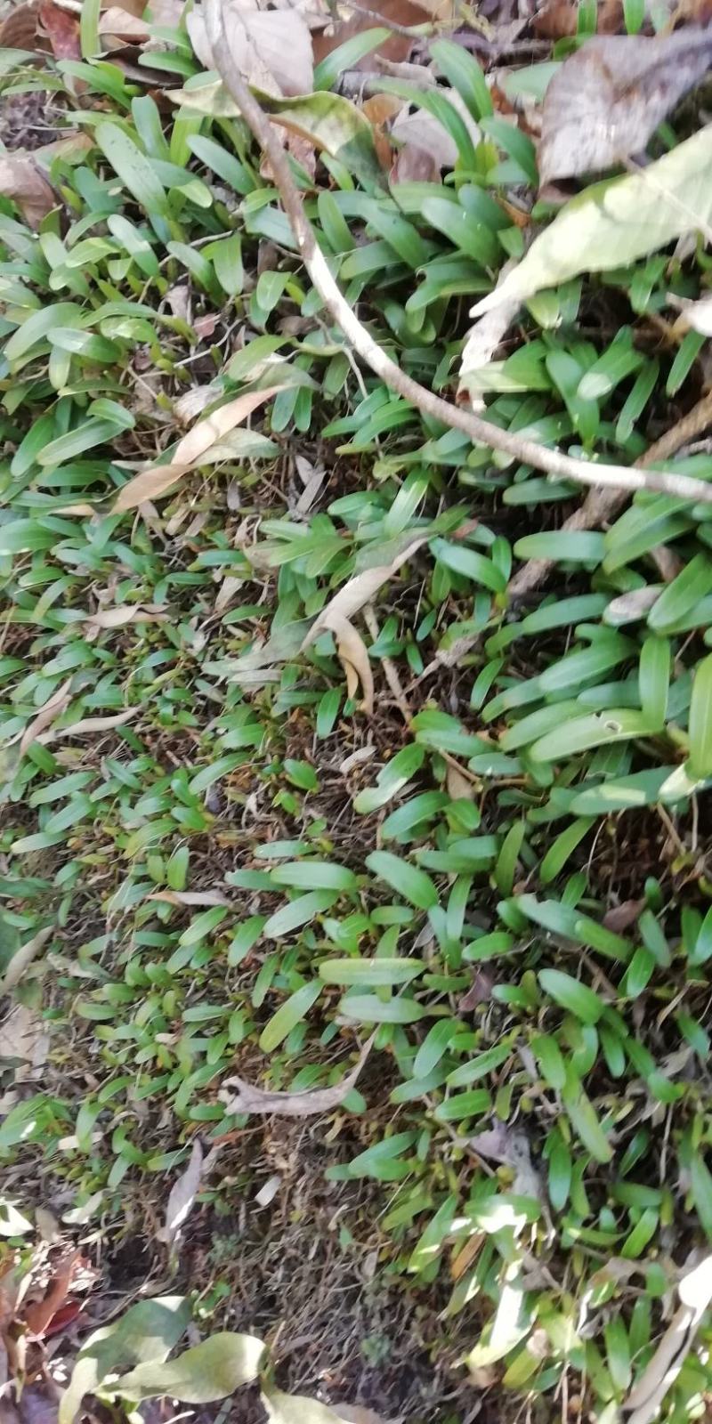 石橄榄，单叶小号，石仙桃