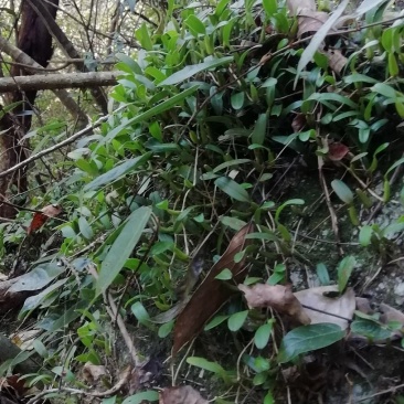 石橄榄，单叶小号，石仙桃