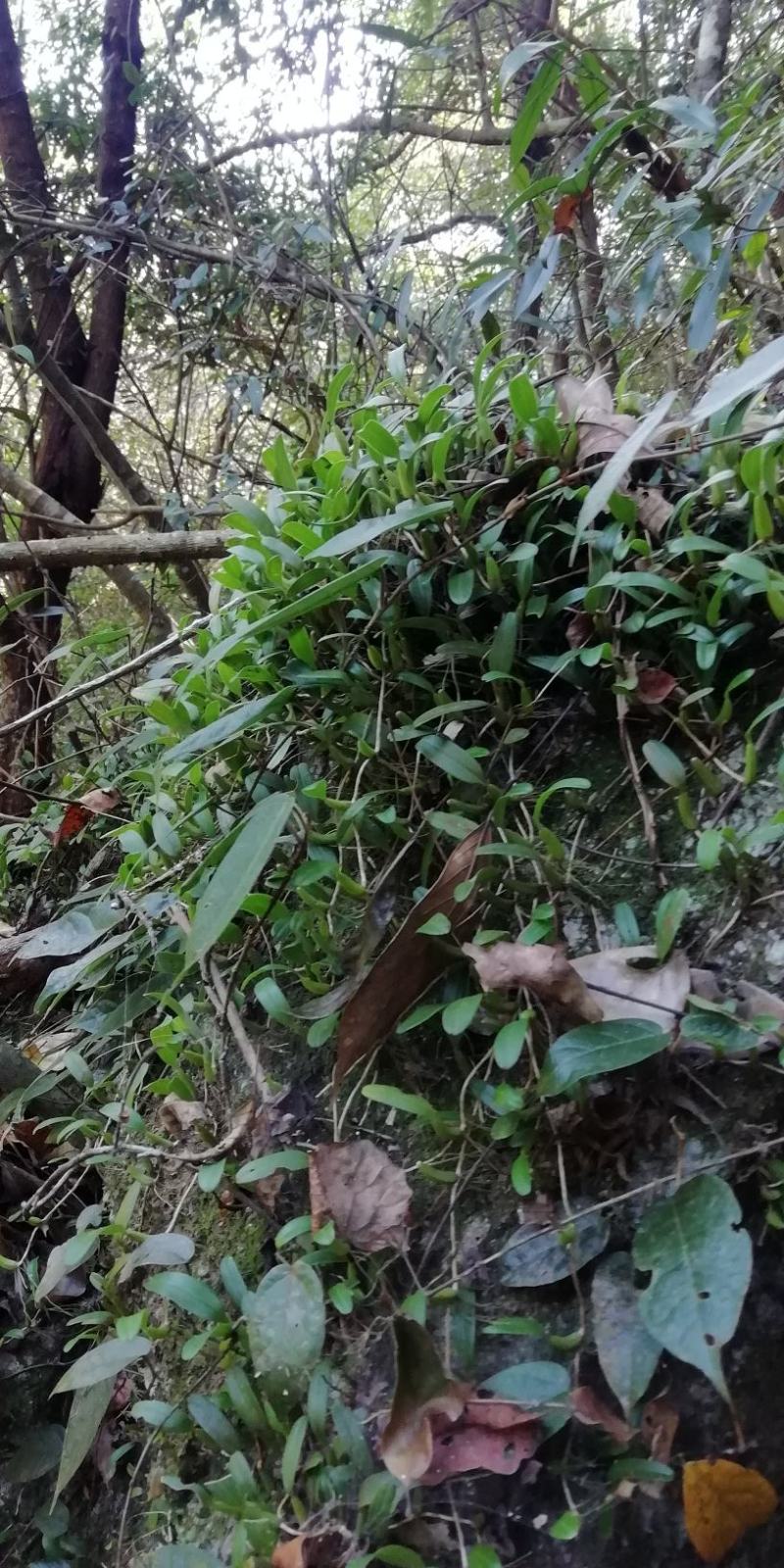 石橄榄，单叶小号，石仙桃