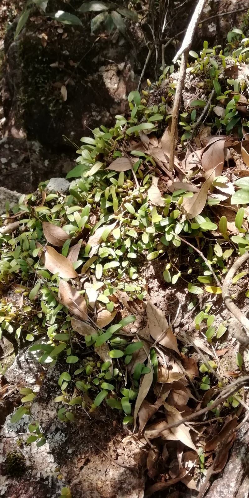 石橄榄，单叶小号，石仙桃