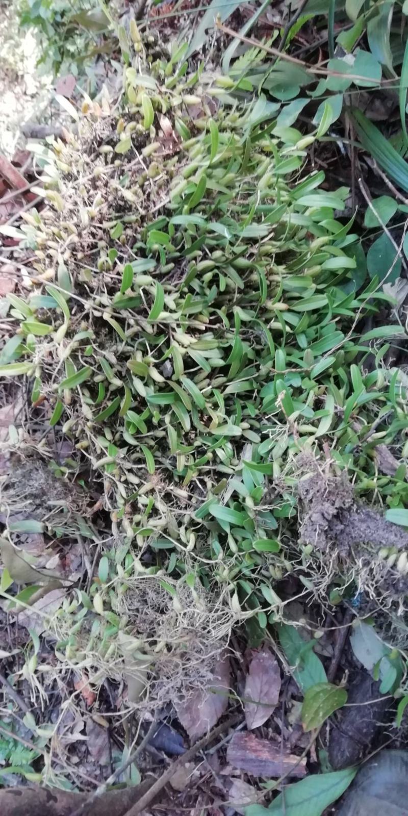 石橄榄，单叶小号，石仙桃