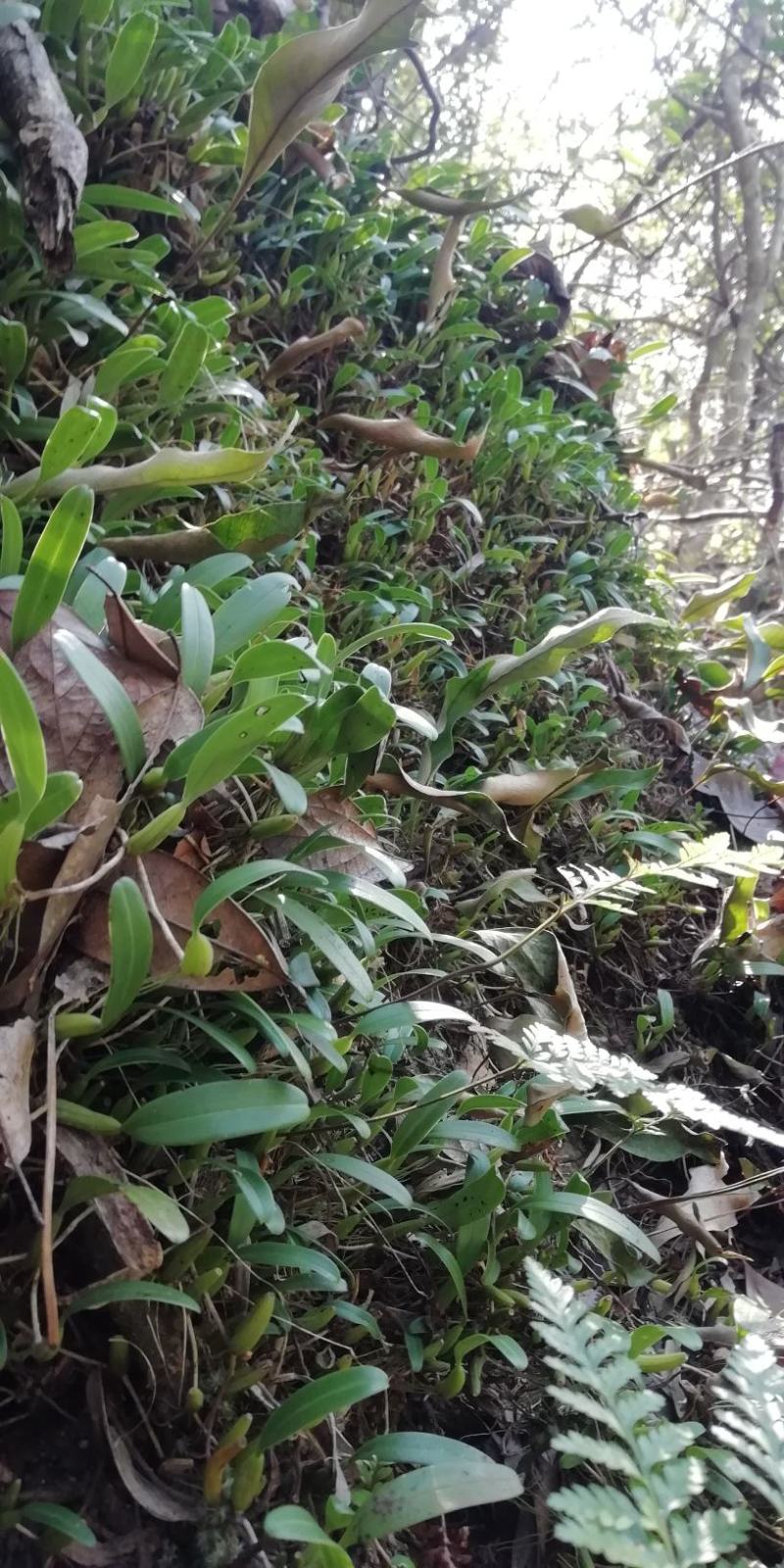 石橄榄，单叶小号，石仙桃