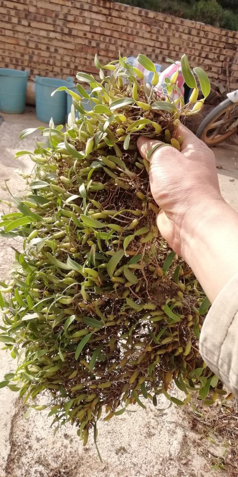 石橄榄，单叶小号，石仙桃
