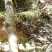 石橄榄，单叶小号，石仙桃