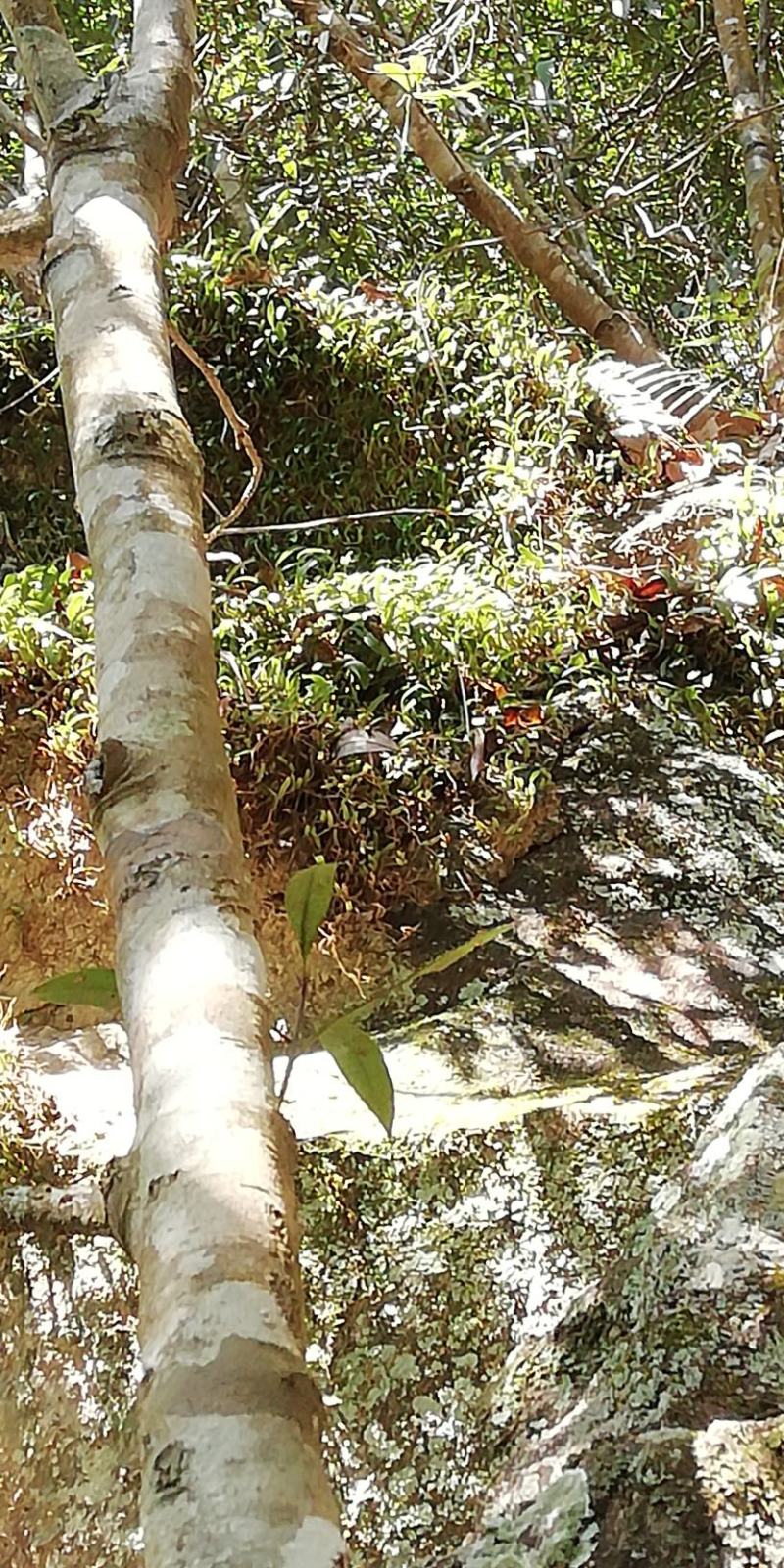 石橄榄，单叶小号，石仙桃