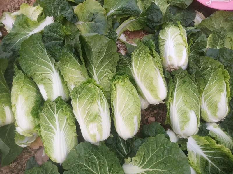 河南黄心娃娃菜质量不错陆续大量上市求合作