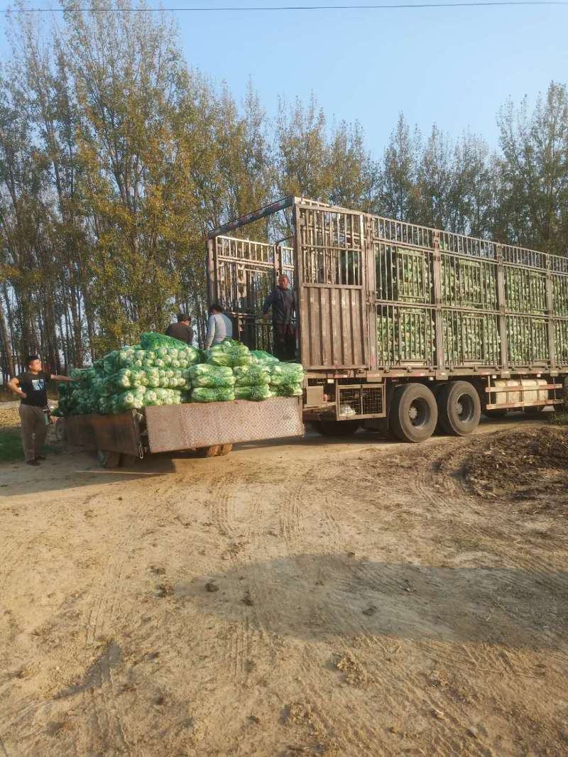 河南黄心娃娃菜质量不错陆续大量上市求合作
