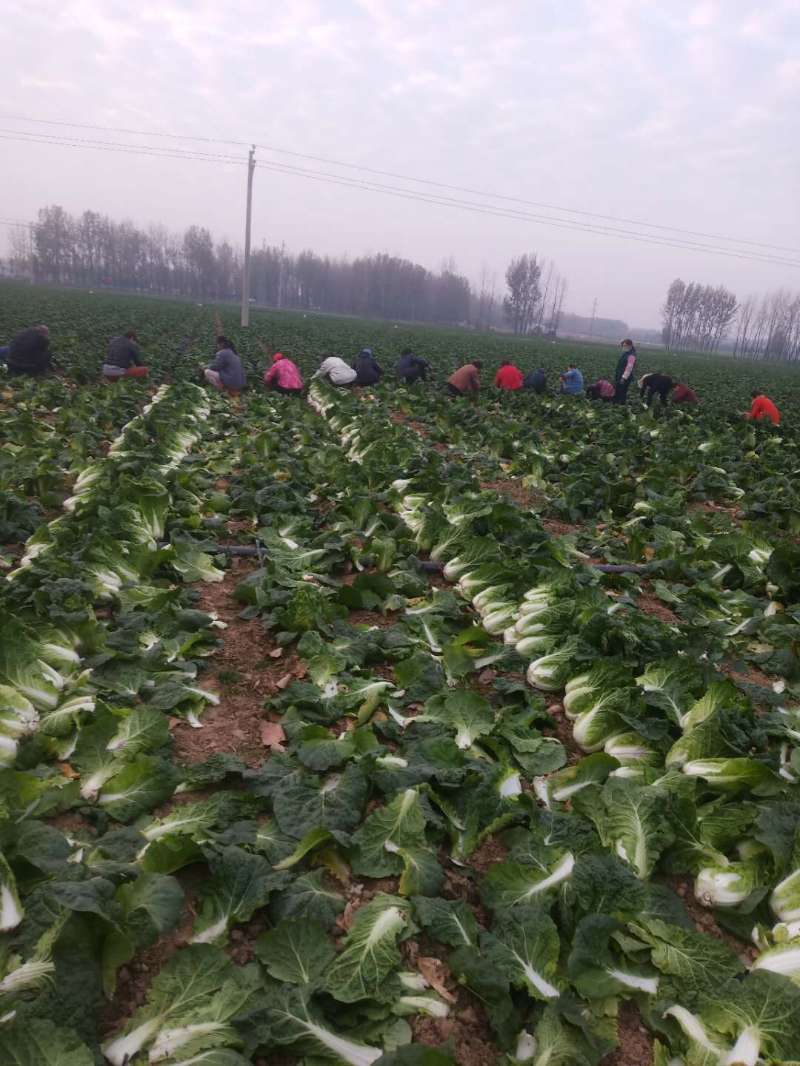 河南黄心娃娃菜质量不错陆续大量上市求合作
