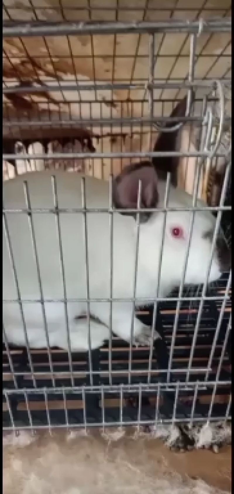 肉兔，仔兔，种兔，长期合作都可以