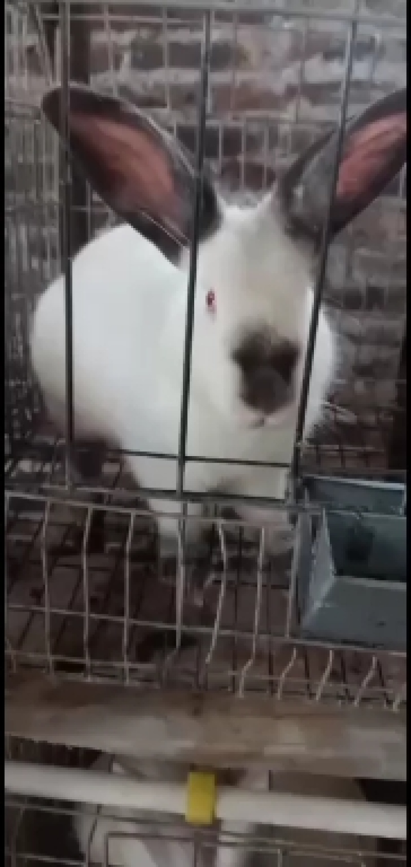 肉兔，仔兔，种兔，长期合作都可以