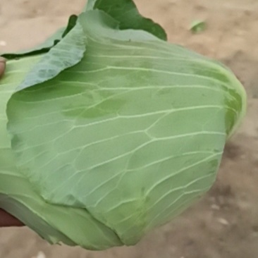 京丰一号扁包菜，鲜货供加工厂菜市场二到三斤扁包菜