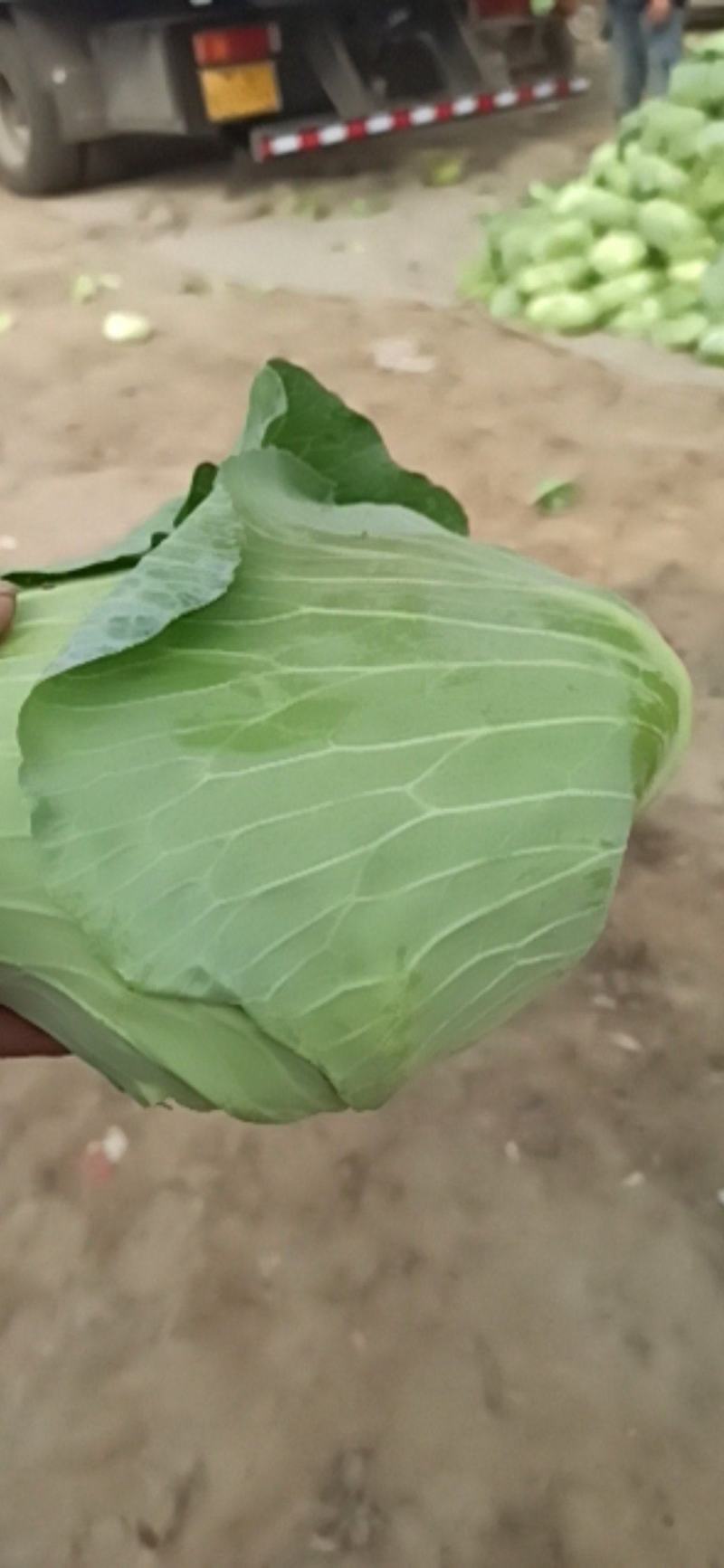 京丰一号扁包菜，鲜货供加工厂菜市场二到三斤扁包菜