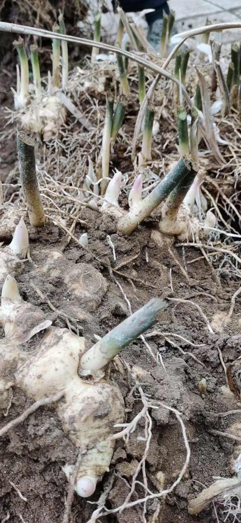黄精块茎，黄精种茎【四川多花不倒苗姜型甜黄精】有大货