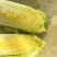 商丘黄心娃娃菜大量上市