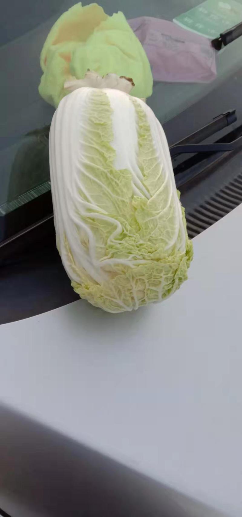 商丘黄心娃娃菜大量上市