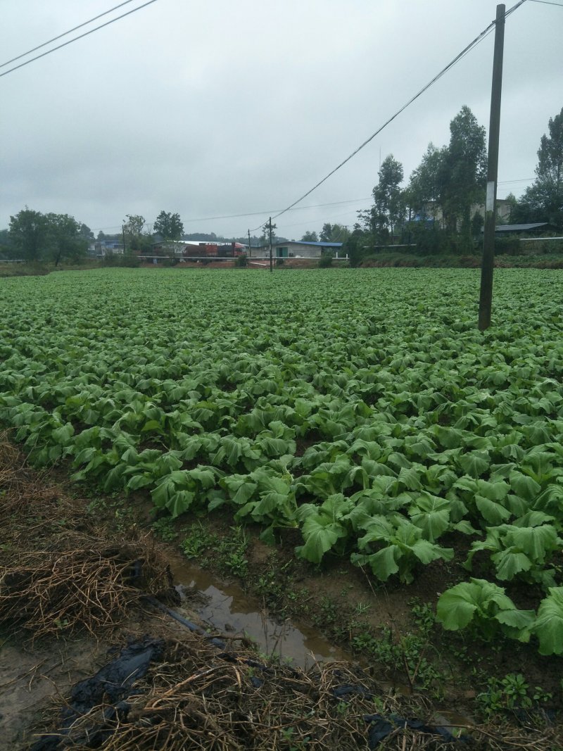 儿菜上市欢迎各位老板前来采购
