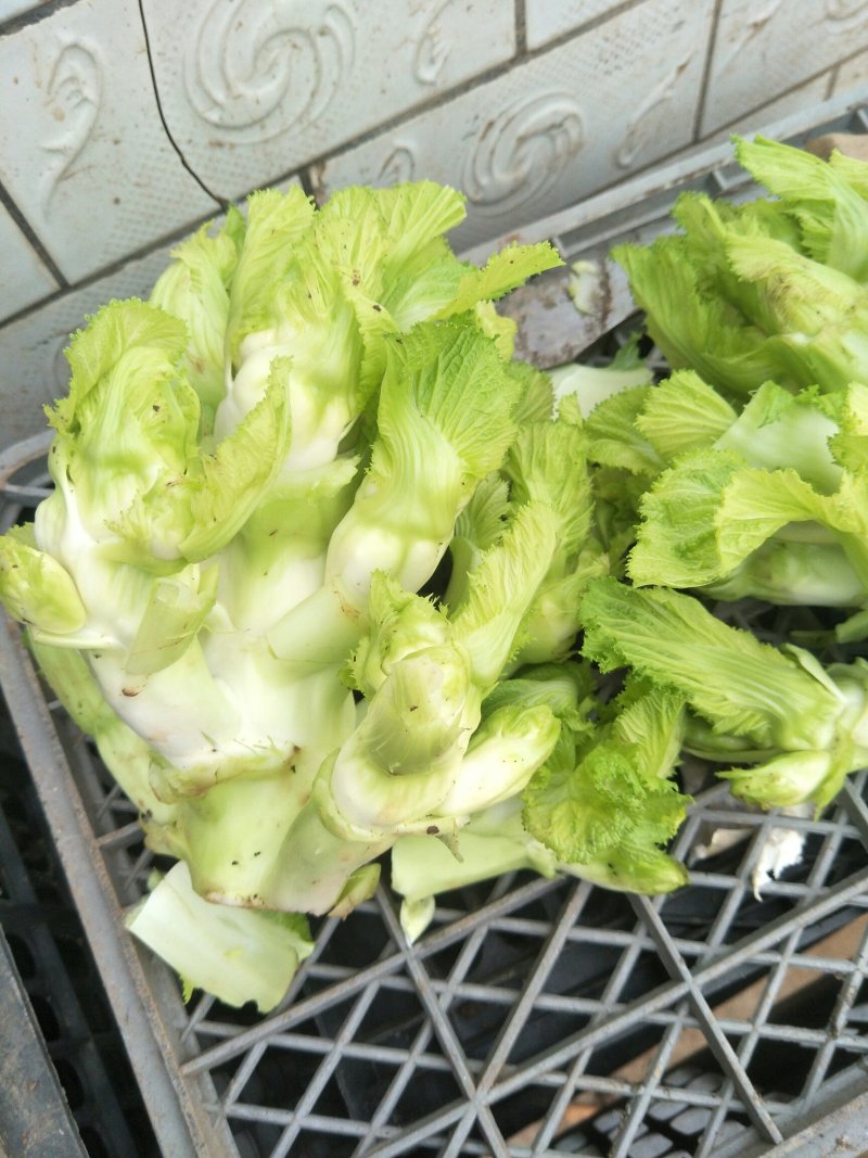 中早熟儿菜上市欢迎大家前来选购
